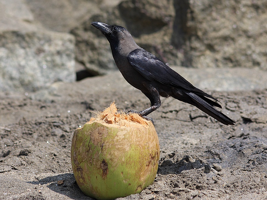 How to Get Rid of Crows: 12 Steps to Keep Them Away