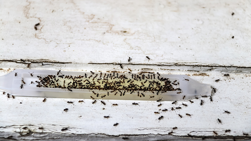 7 Ways to Get Rid Of Pavement Ants Naturally and Permanently