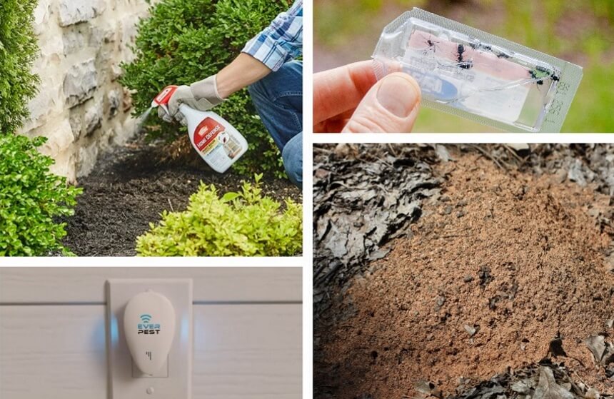 10 Best Ant Killers: Fast, Safe and Effective