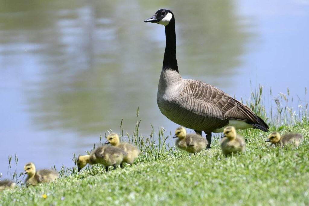 How to Get Rid of Geese: 9 Tips for Success