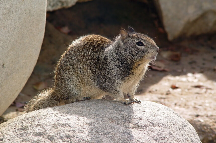 Chipmunk vs. Squirrel: The Difference Explained
