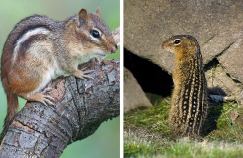 Chipmunk vs. Squirrel: Understand the Difference