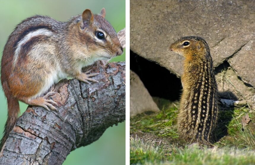 Chipmunk vs. Squirrel: The Difference Explained