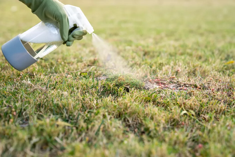 How to Get Rid of Nutsedge Grass