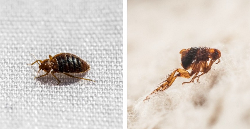 Do Bed Bugs Jump or Not?