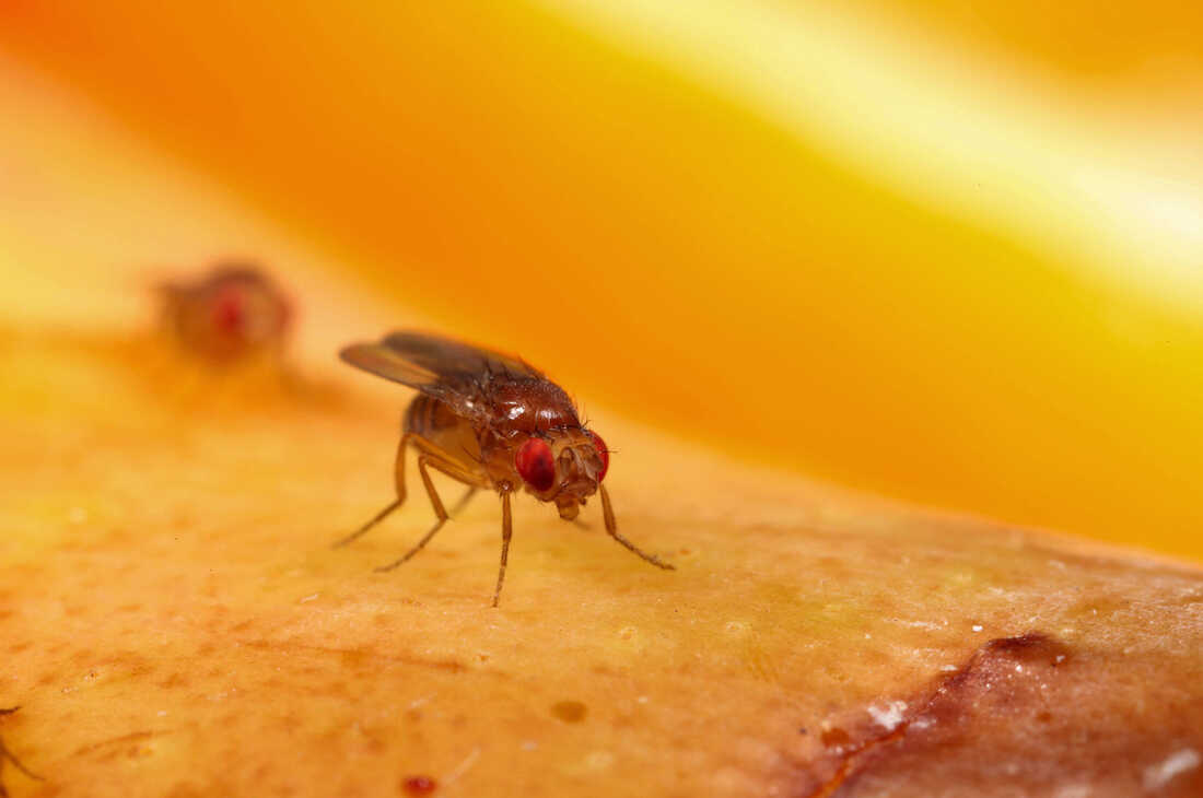 Do Fruit Flies Bite Here S The Answer   Do Fruit Flies Bite 