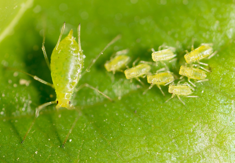 How to Get Rid of Thrips on Your Plants