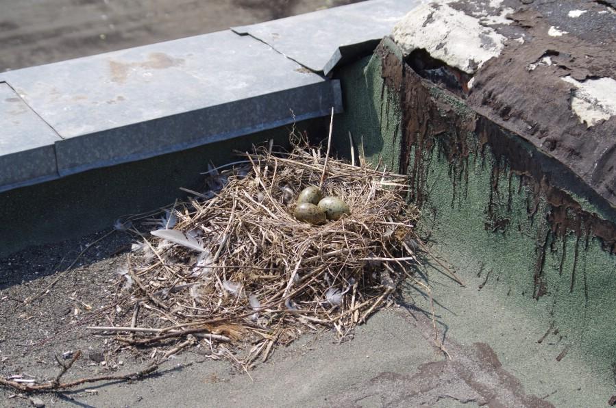 How to Get Rid of Seagulls in Your Yard, on Dock, Boat, Roof or Beach!