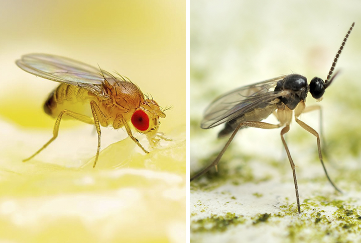 Fruit Flies vs. Gnats. How Do They Differ?