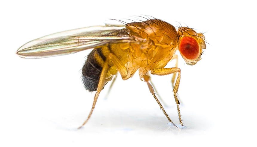 Fruit Flies vs. Gnats. How Do They Differ?