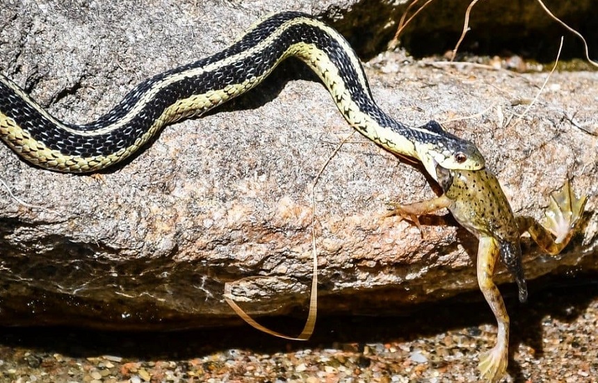 What Do Garter Snakes Eat in the Wild and in Captivity?