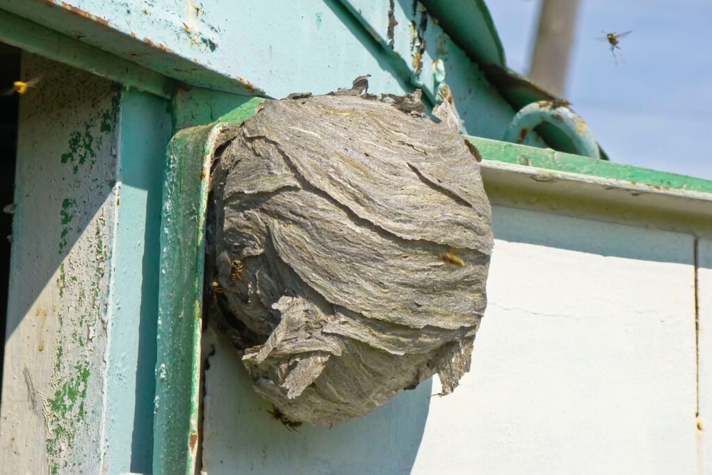 How To Get Rid of Hornets Safely