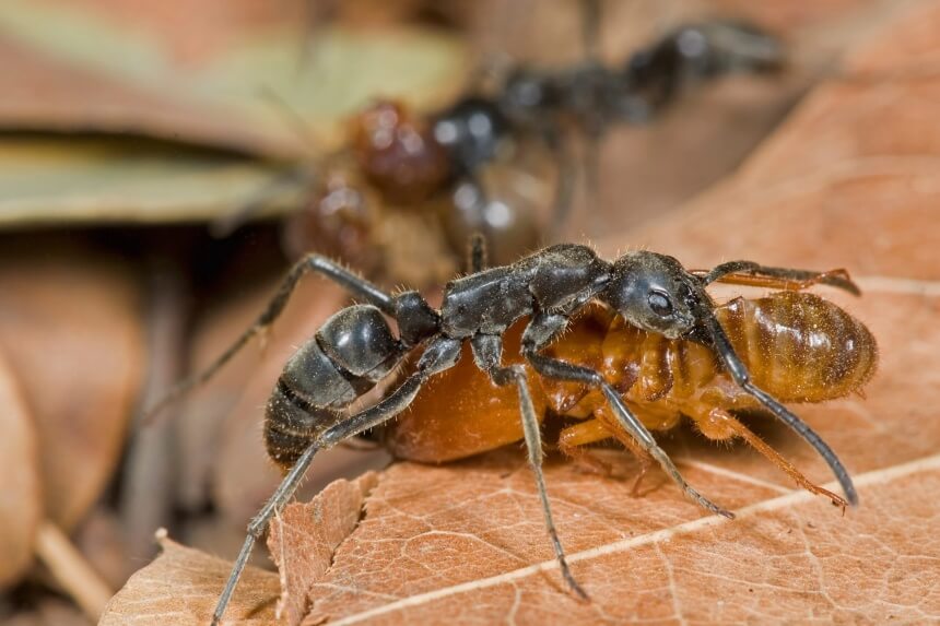 How Long do Ants Live?