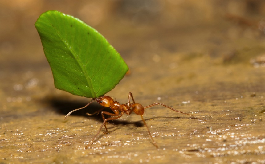 How Long do Ants Live?
