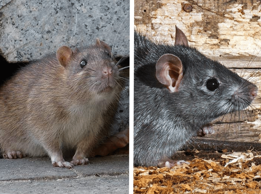 How To Get Rid of Roof Rats: Fast and Effective Methods
