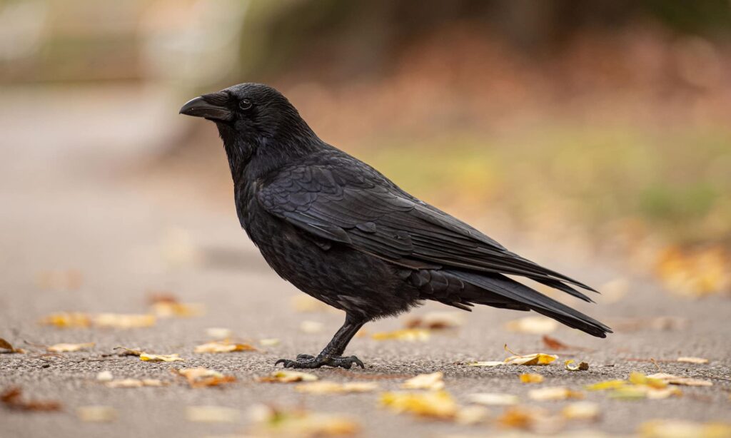 How to Get Rid of Crows: 12 Steps to Keep Them Away