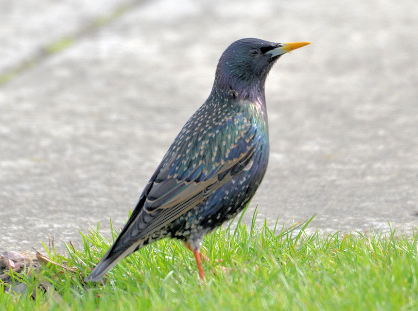 How to Get Rid of European Starlings