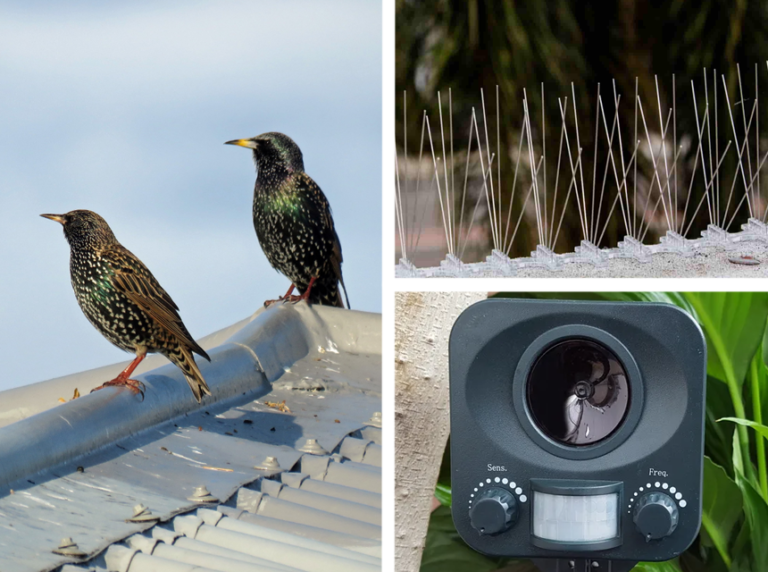 How to Get Rid of Starlings Everything You Need to Know