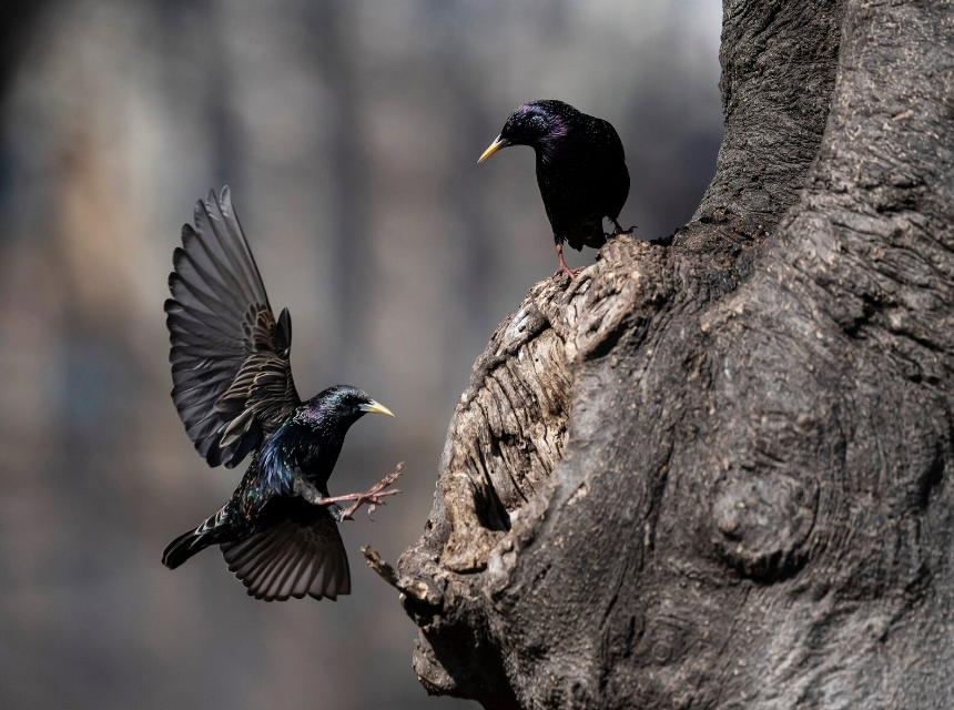 How to Get Rid of European Starlings