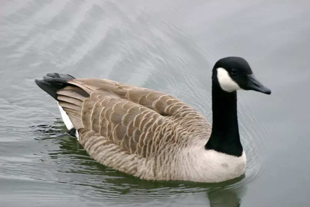 How to Get Rid of Geese: 9 Tips for Success