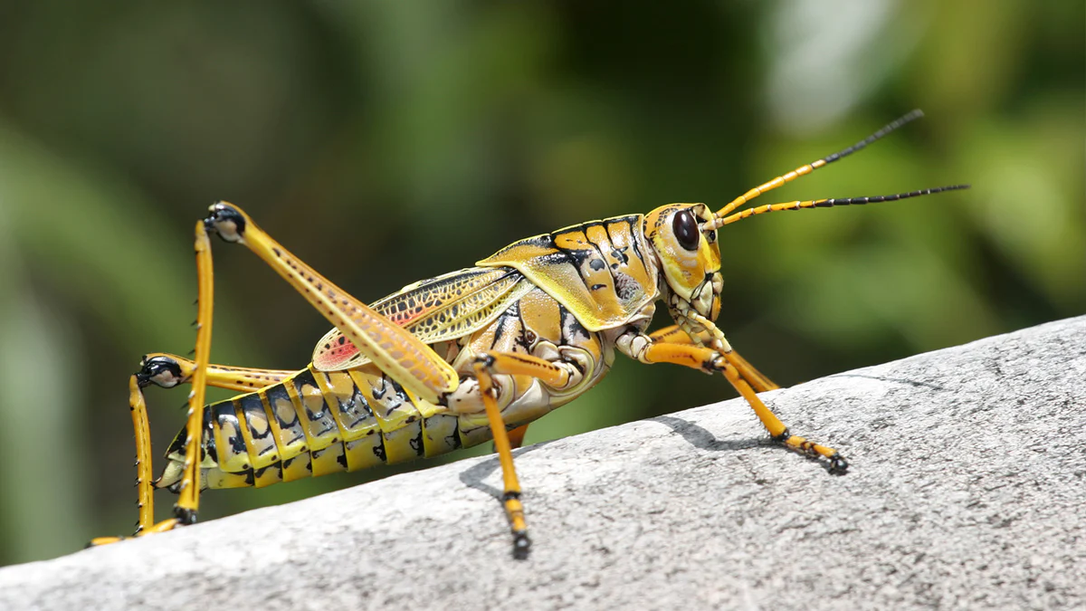 How to Get Rid of Grasshoppers: Find the Answer