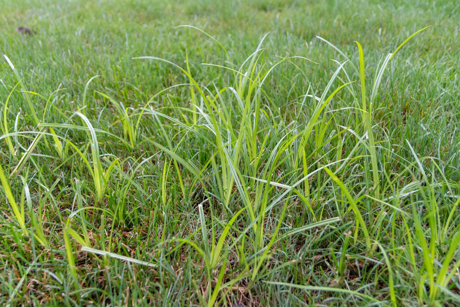 Nut Grass In Vegetable Garden at Nadine Shellman blog