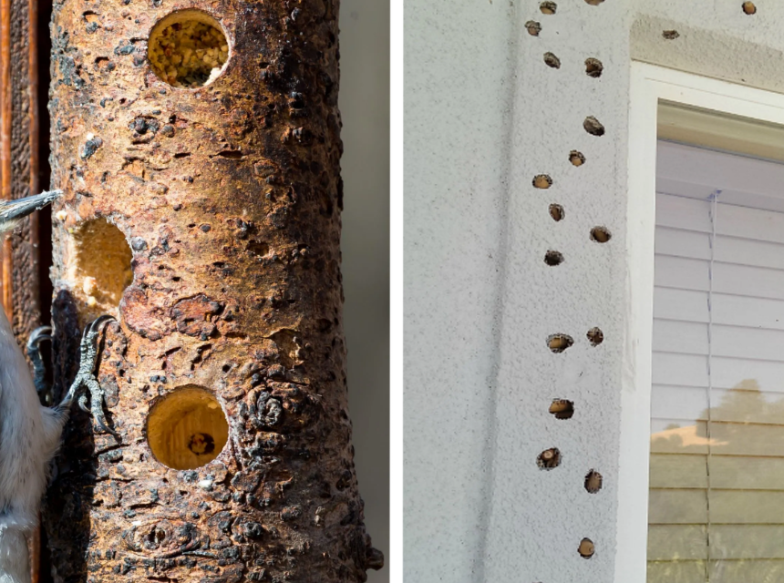 How to Get Rid of Woodpeckers Fast