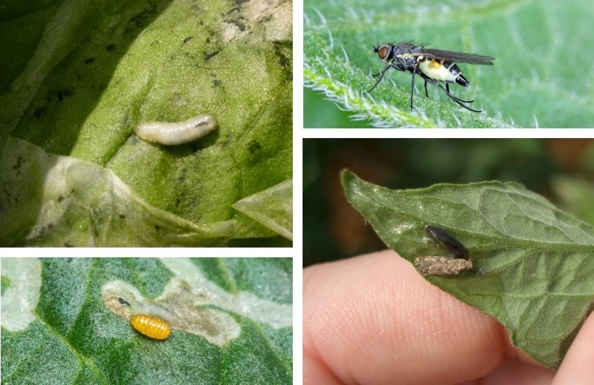 How to Get Rid of Leafminers? Tips and Tricks for Effective Extermination!