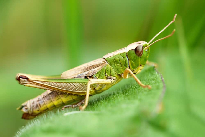 How to Get Rid of Grasshoppers and Stop Their Damage