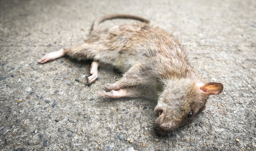 How to Get Rid of a Dead Rat Smell: Effective Solutions and Extra Tips