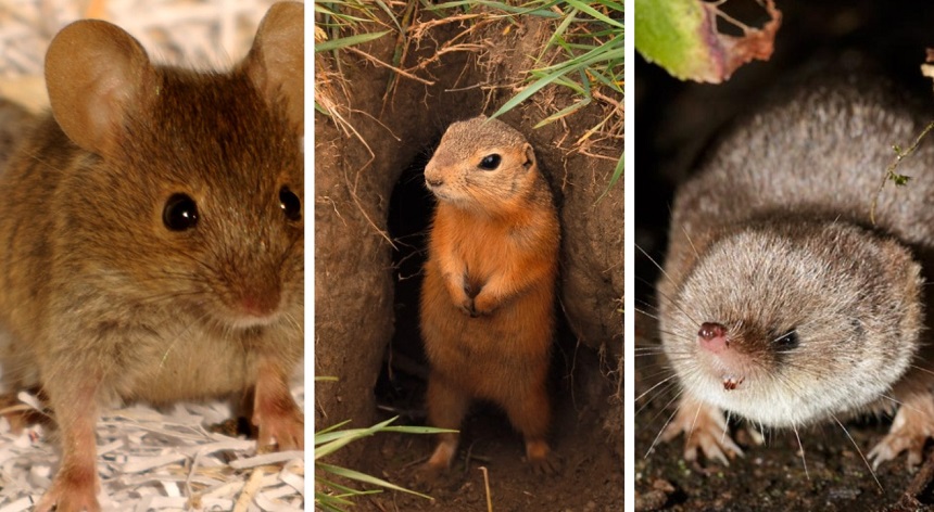Voles vs. Moles: What’s the Difference