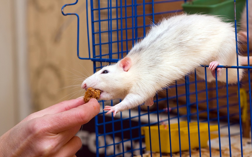 How Long Can a Rat Live Without Food? Dealing with Pet and Wild Rats