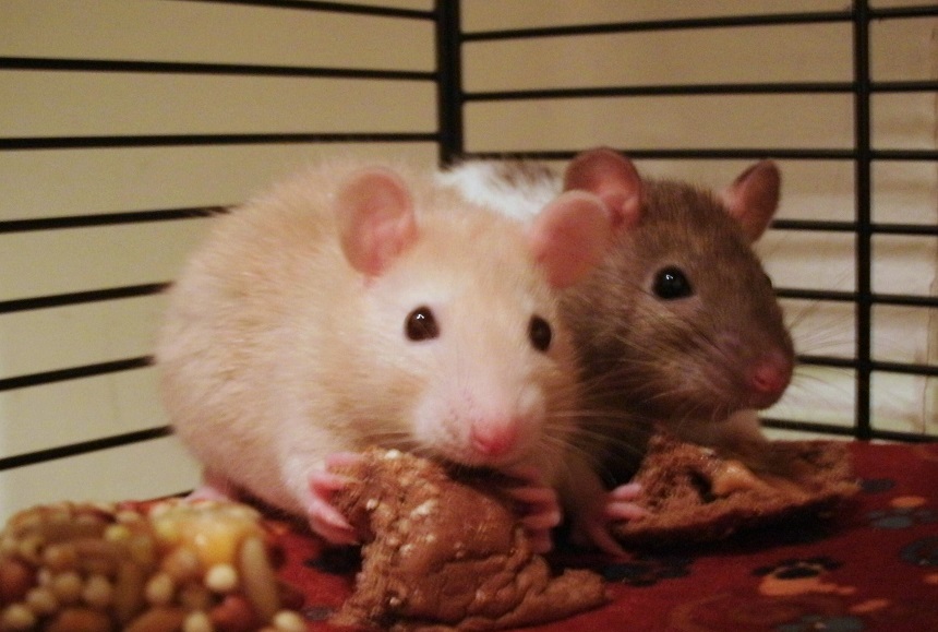 How Long Can a Rat Live Without Food? Dealing with Pet and Wild Rats