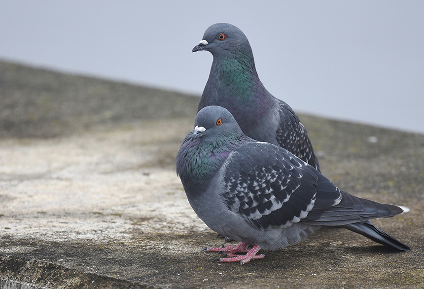 How to Get Rid of Pigeons: Drive Them Away for Good!