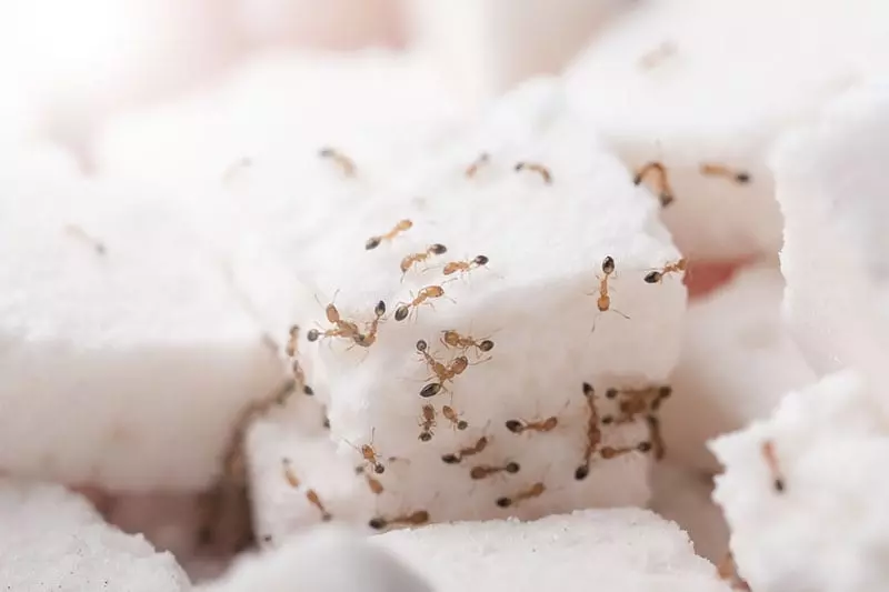 How to Get Rid Of Ghost Ants Naturally - 6 Easy Ways