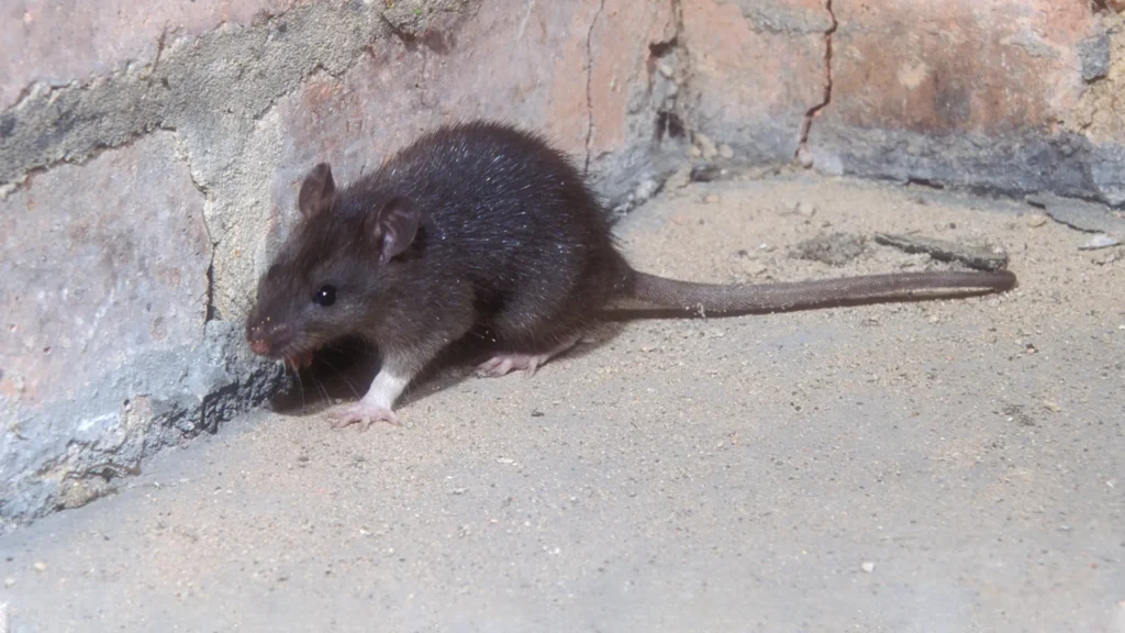 How to Get Rid of Rats in Walls and Ceiling: the Most Effective Methods