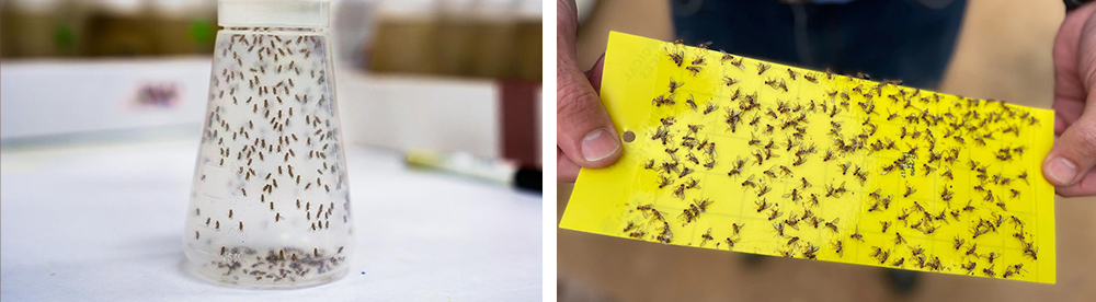 How to Get Rid of Fruit Flies - Say Goodbye to Them with These Easy Tips and Tricks