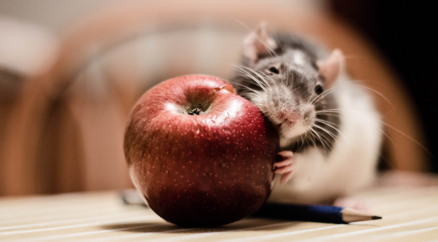 How Long Do Rats Live as Pets and in the Wild?