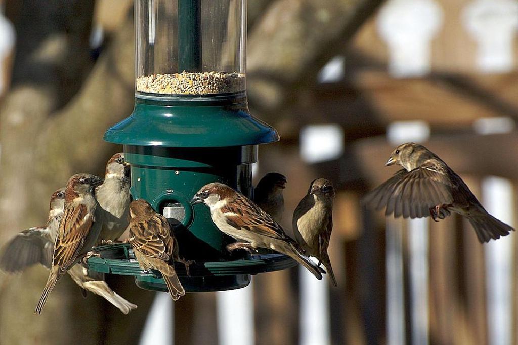 How to Get Rid of Sparrows and Stop them from Nesting at Your Property