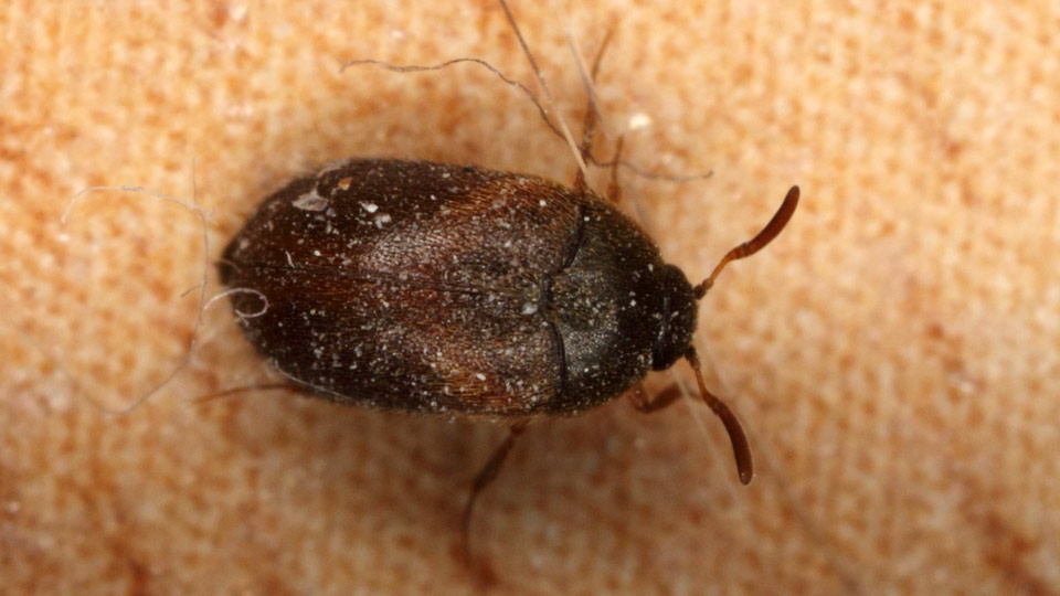 8 Ways to Get Rid of Carpet Beetles Permanentely & Pet Save