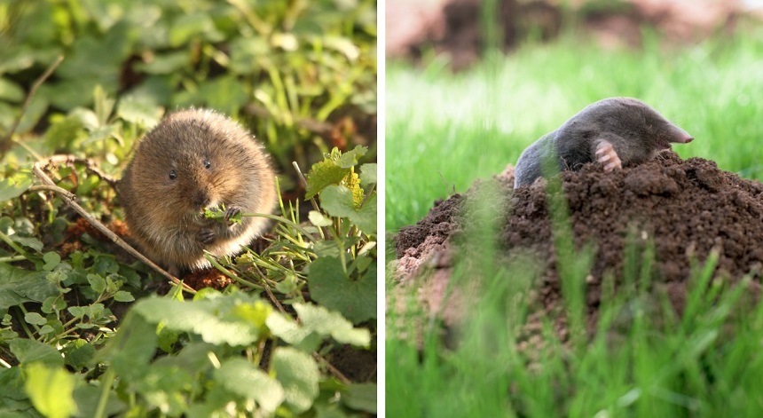 Voles vs. Moles: What’s the Difference