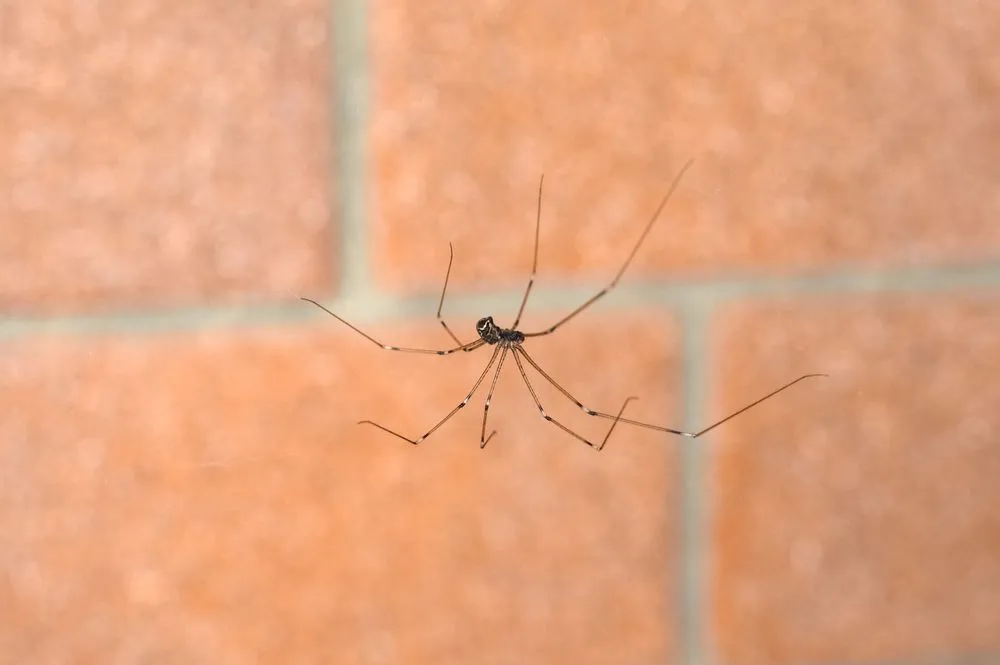 How to Get Rid of Cellar Spiders: 6 Most Effective Methods