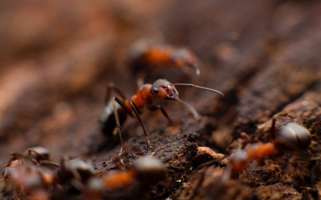 How to Get Rid Of Piss Ants in the House or Yard