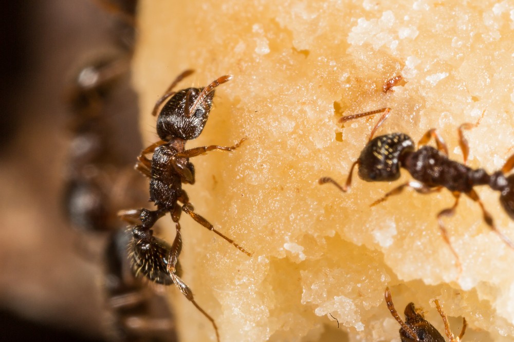 7 Ways to Get Rid Of Pavement Ants Naturally and Permanently