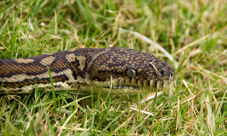 How Long Do Snakes Live as Pets and in the Wild?