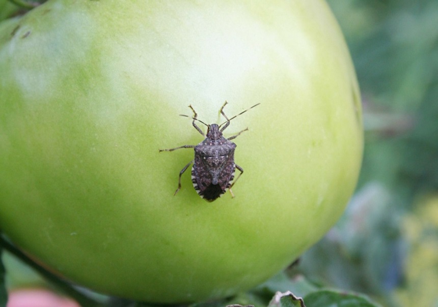 How to Get Rid of Stink Bugs - Idendify and Eliminate!
