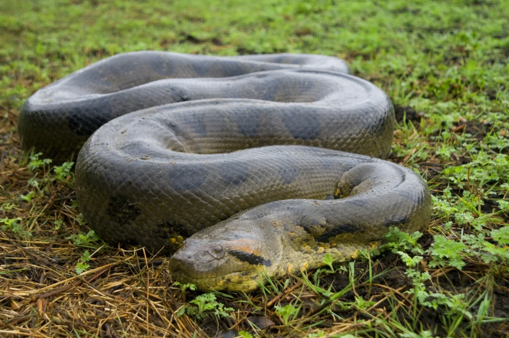 How Long Can Snakes Go without Eating? Interesting Facts