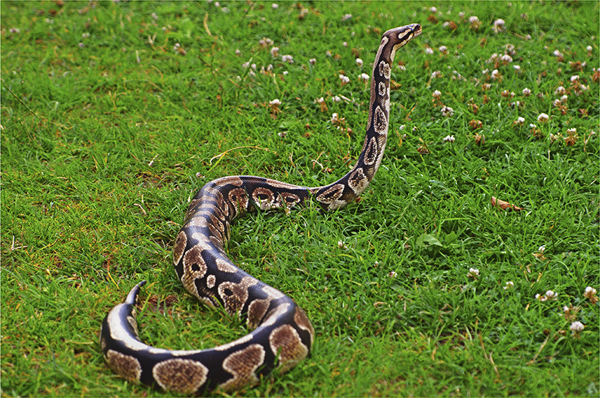 How Long Can Snakes Go without Eating? Interesting Facts