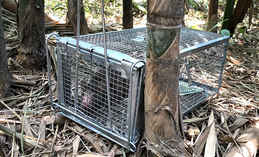 Best Outdoor Rat Traps - Keep Your Home and Yard Rodent-Free