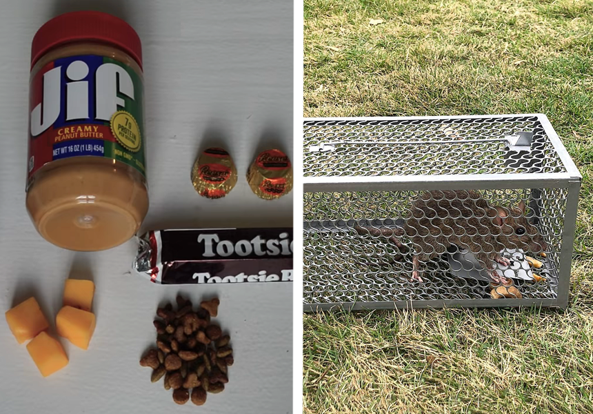 5 Best Humane Mouse Traps That Wouldn’t Hurt a Fly